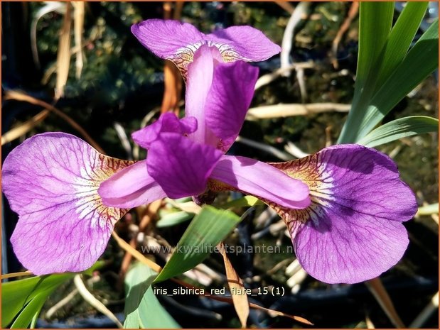 Iris sibirica 'Red Flare' | Siberische iris, Lis, Iris