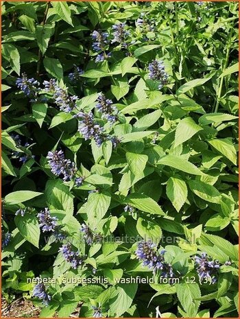 Nepeta subsessilis 'Washfield' | Kattekruid, Kattenkruid