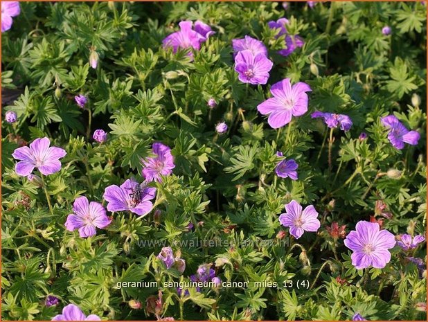 Geranium sanguineum 'Canon Miles' | Ooievaarsbek