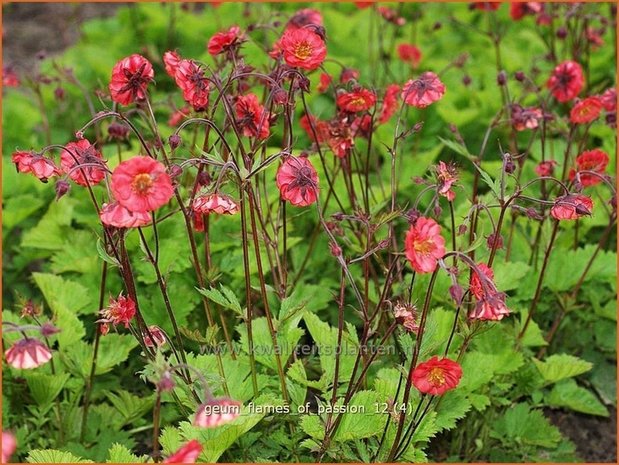 Geum rivale 'Flames of Passion' | Nagelkruid, Knikkend nagelkruid