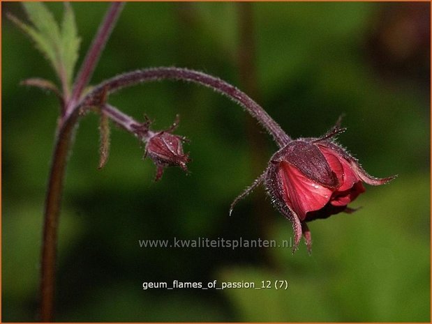 Geum rivale 'Flames of Passion' | Nagelkruid, Knikkend nagelkruid
