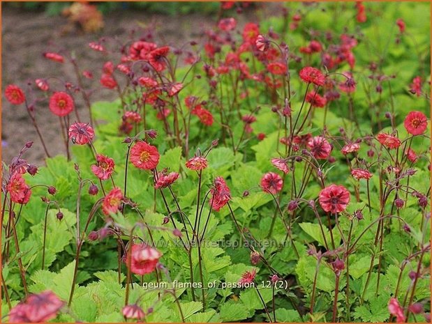 Geum rivale 'Flames of Passion' | Nagelkruid, Knikkend nagelkruid