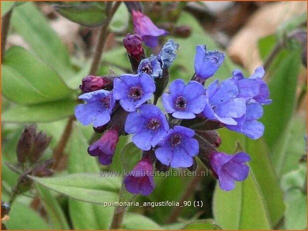 Pulmonaria angustifolia | Longkruid