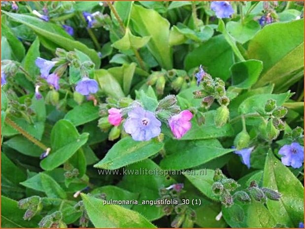 Pulmonaria angustifolia | Longkruid