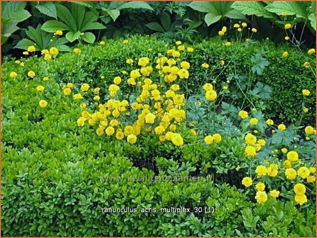 Ranunculus acris 'Multiplex' | Gevulde boterbloem, Scherpe boterbloem, Boterbloem | Gefüllter Hahnenfuß | Meadow Bu