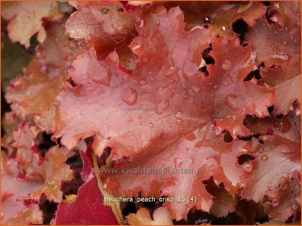 Heuchera 'Peach Crisp' | Purperklokje