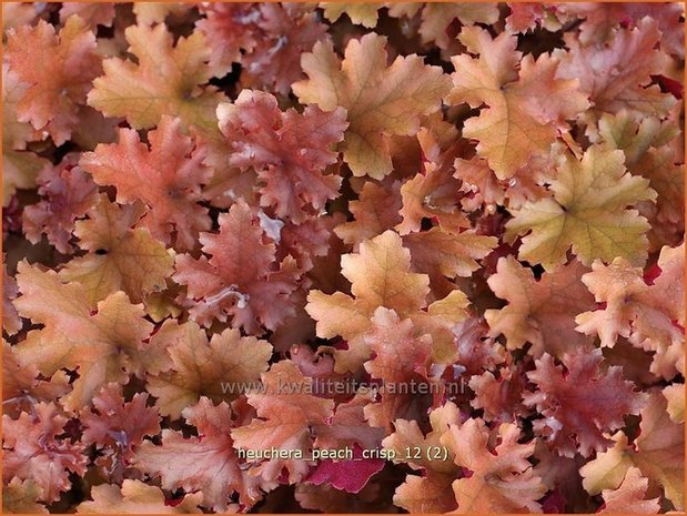 Heuchera 'Peach Crisp' | Purperklokje