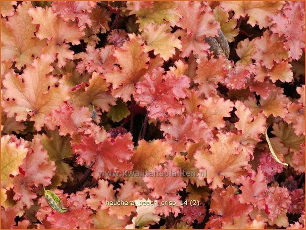 Heuchera 'Peach Crisp' | Purperklokje