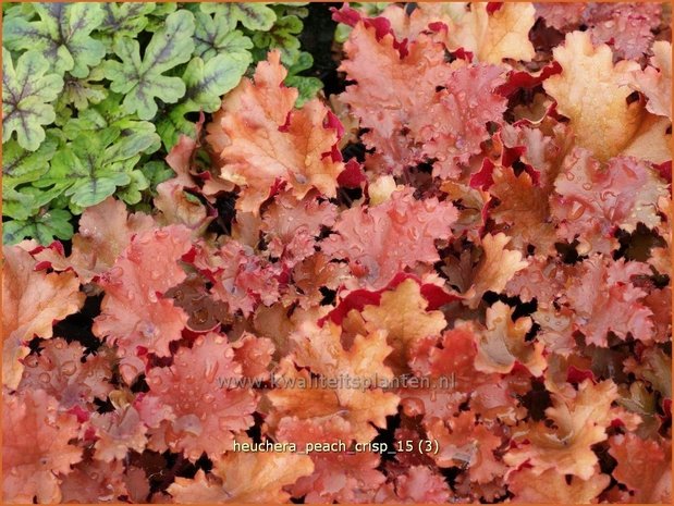 Heuchera 'Peach Crisp' | Purperklokje