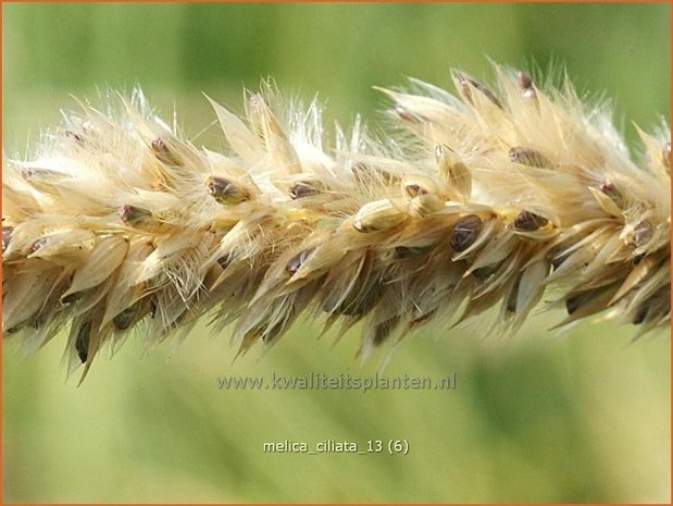 Melica ciliata | Parelgras, Wimperparelgras
