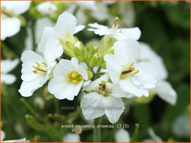 Arabis caucasica 'Snowcap' | Randjesbloem, Rijstebrij