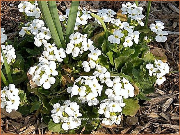 Arabis caucasica 'Snowcap' | Randjesbloem, Rijstebrij