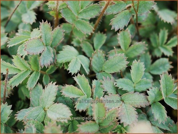 Acaena caesiiglauca 'Frikart' | Stekelnootje