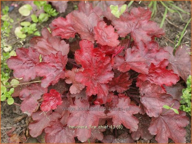 Heuchera 'Fire Chief' | Purperklokje