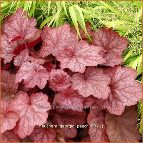 Heuchera 'Georgia Peach' | Purperklokje