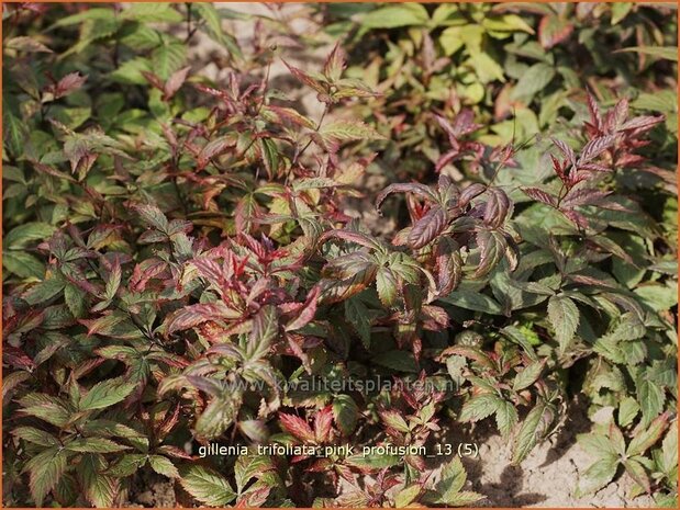 Gillenia trifoliata 'Pink Profusion' | Driebladige braakwortelspirea