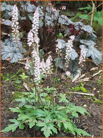 Tiarella 'Pink Skyrocket' | Schuimbloem, Perzische muts