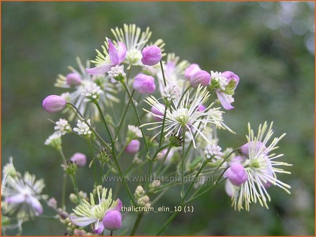 Thalictrum 'Elin' | Ruit