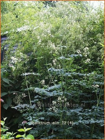 Thalictrum 'Elin' | Ruit