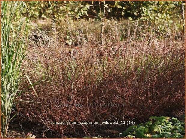 Schizachyrium scoparium 'Wildwest' | Klein prairiegras