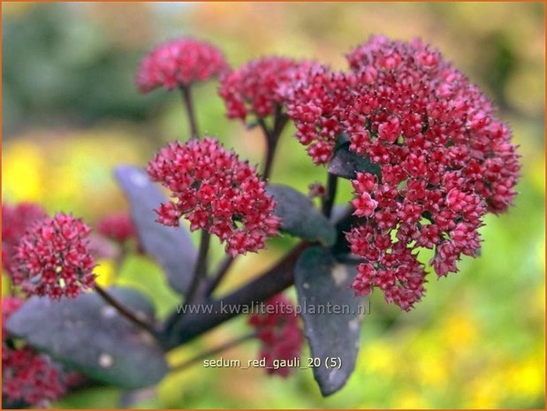 Sedum 'Red Cauli' | Hemelsleutel, Vetkruid