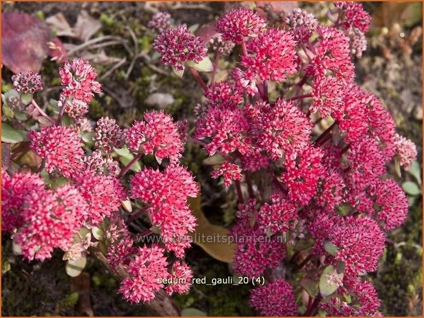 Sedum 'Red Cauli' | Hemelsleutel, Vetkruid