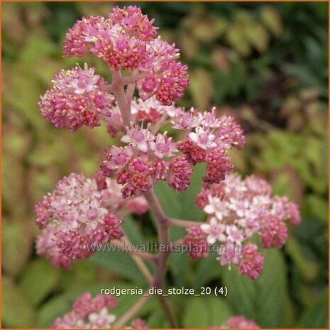 Rodgersia 'Die Stolze' | Schout-bij-nacht, Kijkblad