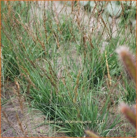 Molinia caerulea 'Strahlenquelle' | Pijpestrootje, Pijpenstrootje