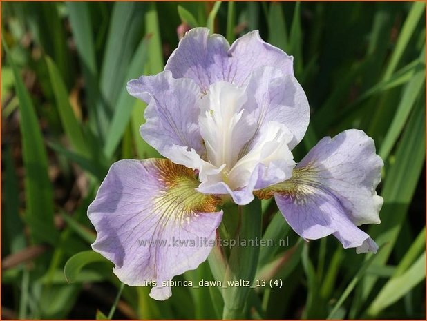 Iris sibirica 'Dawn Waltz' | Iris, Lis, Siberische iris
