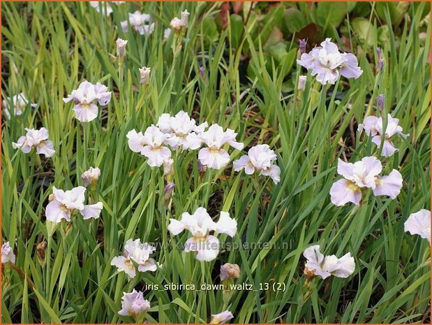 Iris sibirica 'Dawn Waltz' | Iris, Lis, Siberische iris