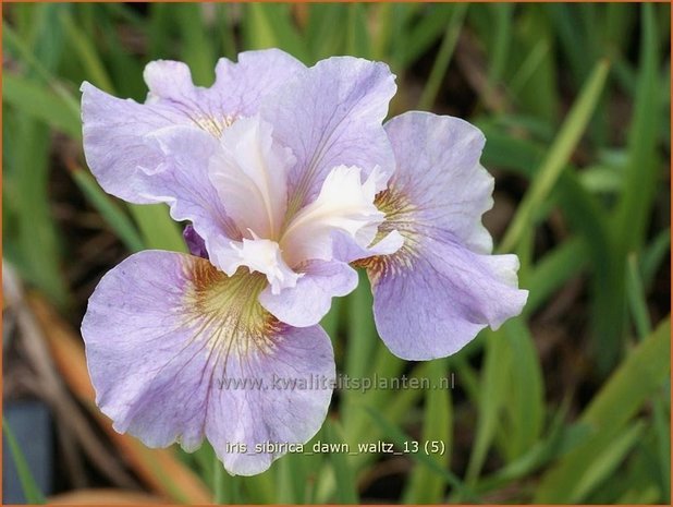 Iris sibirica 'Dawn Waltz' | Iris, Lis, Siberische iris