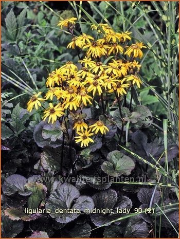 Ligularia dentata 'Midnight Lady' | Kruiskruid