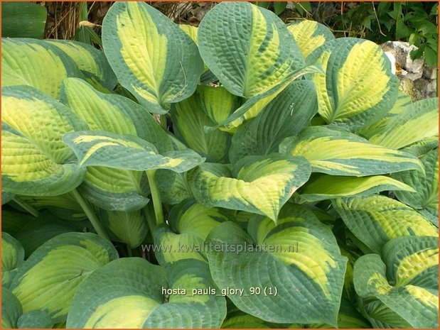 Hosta 'Paul's Glory' | Hartlelie, Funkia