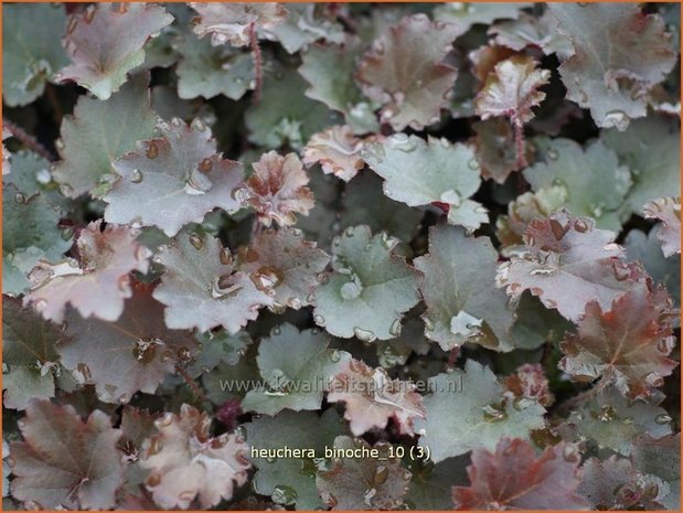 Heuchera 'Binoche' | Purperklokje