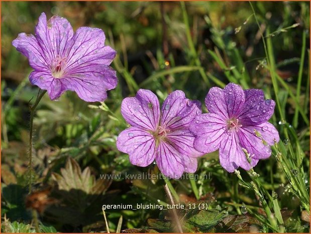 Geranium 'Blushing Turtle' | Ooievaarsbek