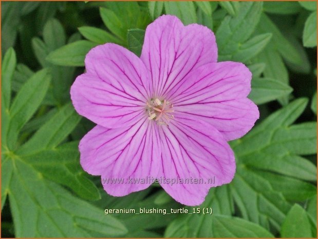 Geranium 'Blushing Turtle' | Ooievaarsbek, Tuingeranium