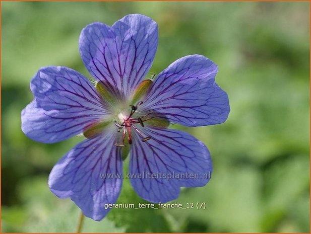 Geranium 'Terre Franche' | Ooievaarsbek