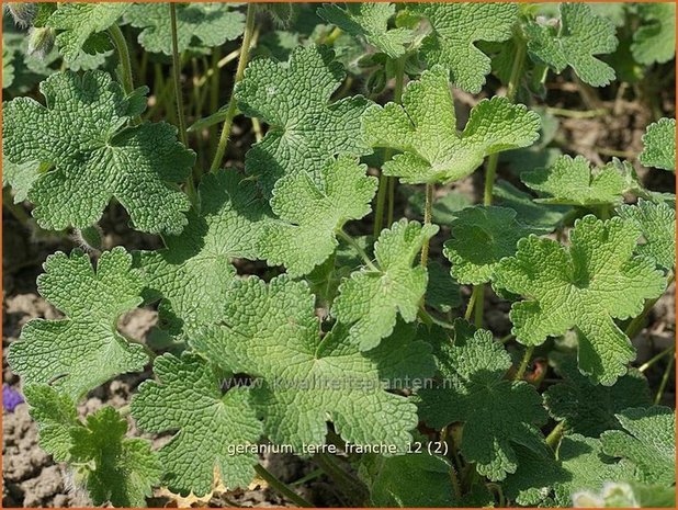 Geranium 'Terre Franche' | Ooievaarsbek