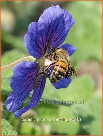 Geranium 'Terre Franche' | Ooievaarsbek