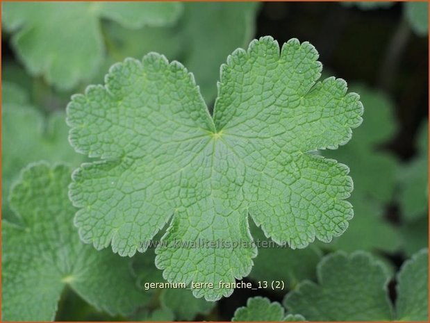 Geranium 'Terre Franche' | Ooievaarsbek