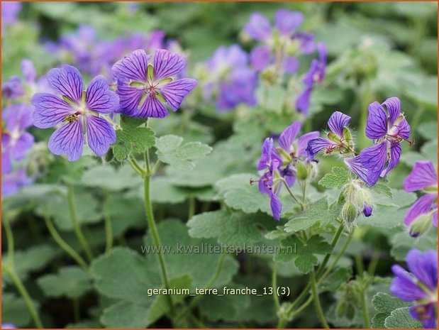Geranium 'Terre Franche' | Ooievaarsbek
