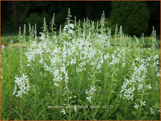 Epilobium angustifolium 'Album' | Wilgenroosje