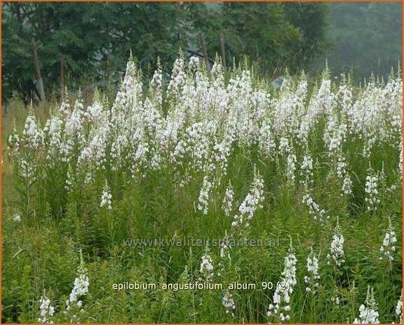 Epilobium angustifolium 'Album' | Wilgenroosje