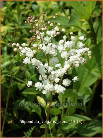 Filipendula vulgaris 'Plena' | Knolspirea