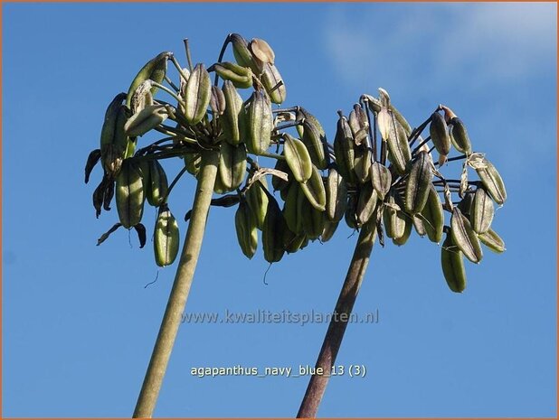 Agapanthus 'Navy Blue' | Kaapse lelie, Afrikaanse lelie, Liefdesbloem