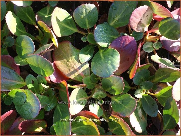 Bergenia 'Pink Dragonfly' | Schoenlappersplant, Olifantsoren