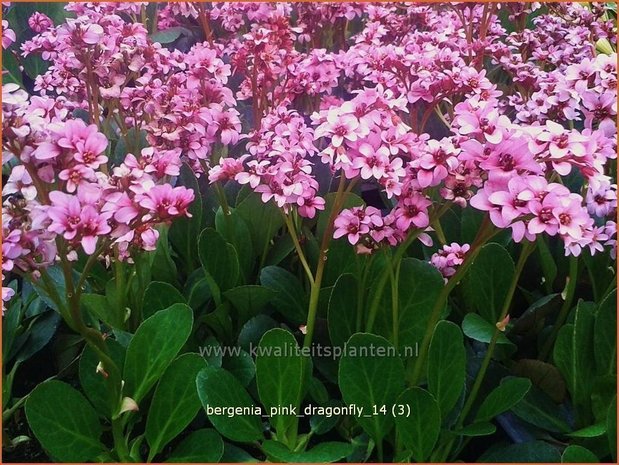 Bergenia 'Pink Dragonfly' | Schoenlappersplant, Olifantsoren