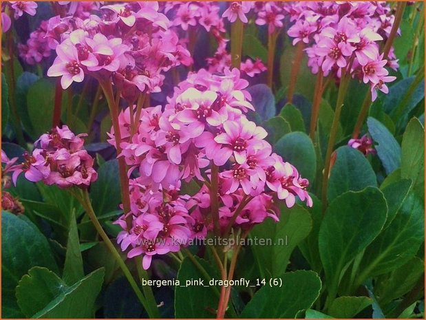 Bergenia 'Pink Dragonfly' | Schoenlappersplant, Olifantsoren