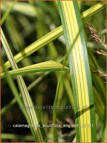 Calamagrostis acutiflora 'England' | Struisriet