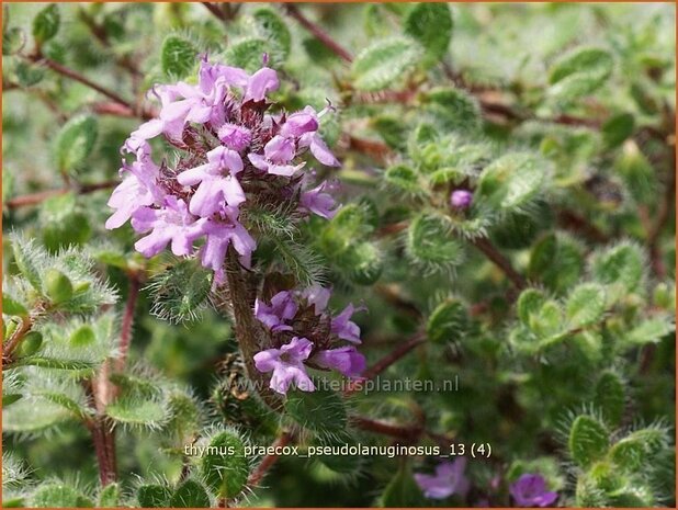 Thymus praecox 'Pseudolanuginosus' | Woltijm, Kruiptijm, Tijm